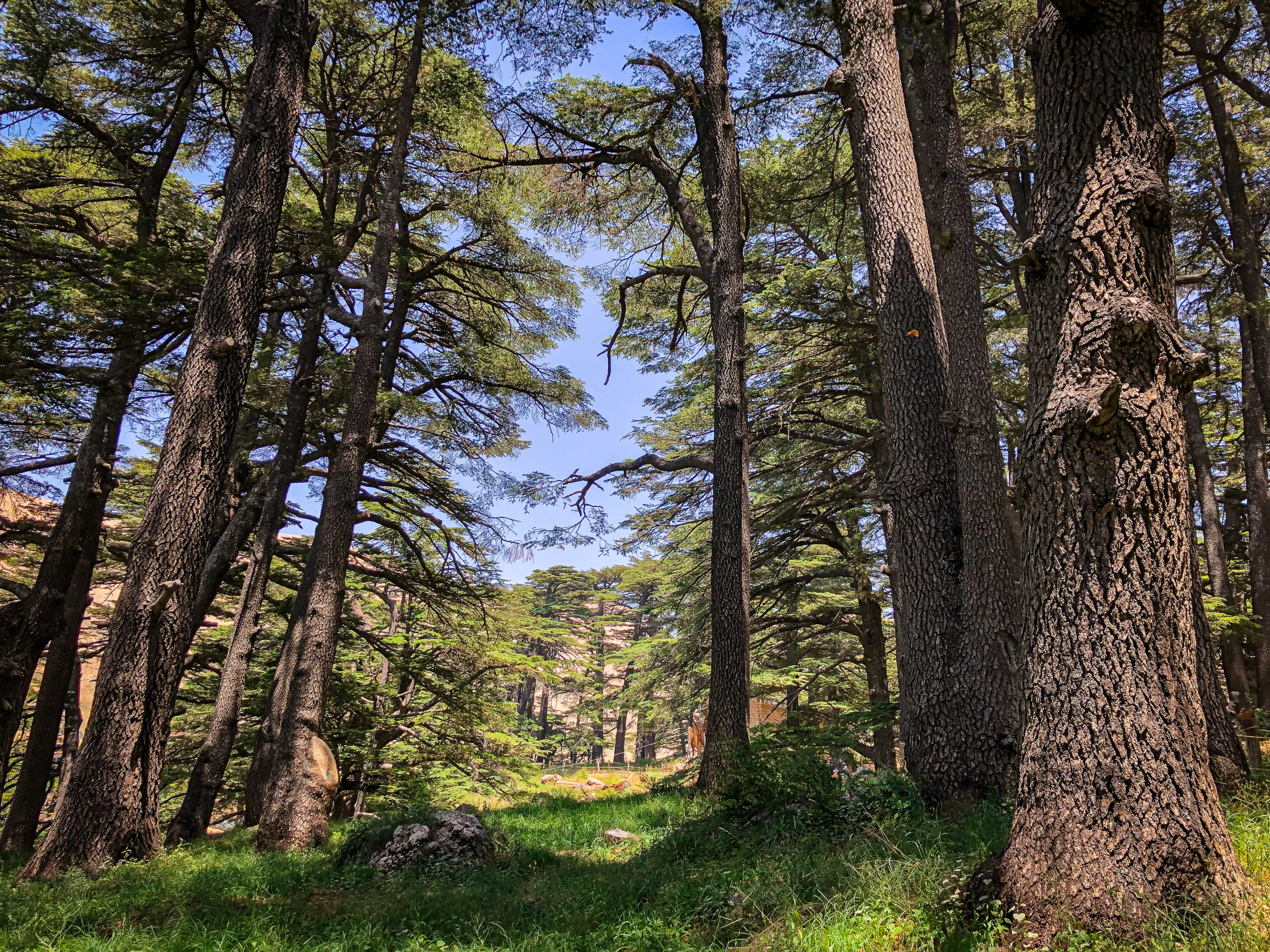 Forest of Cedars in Lebanon