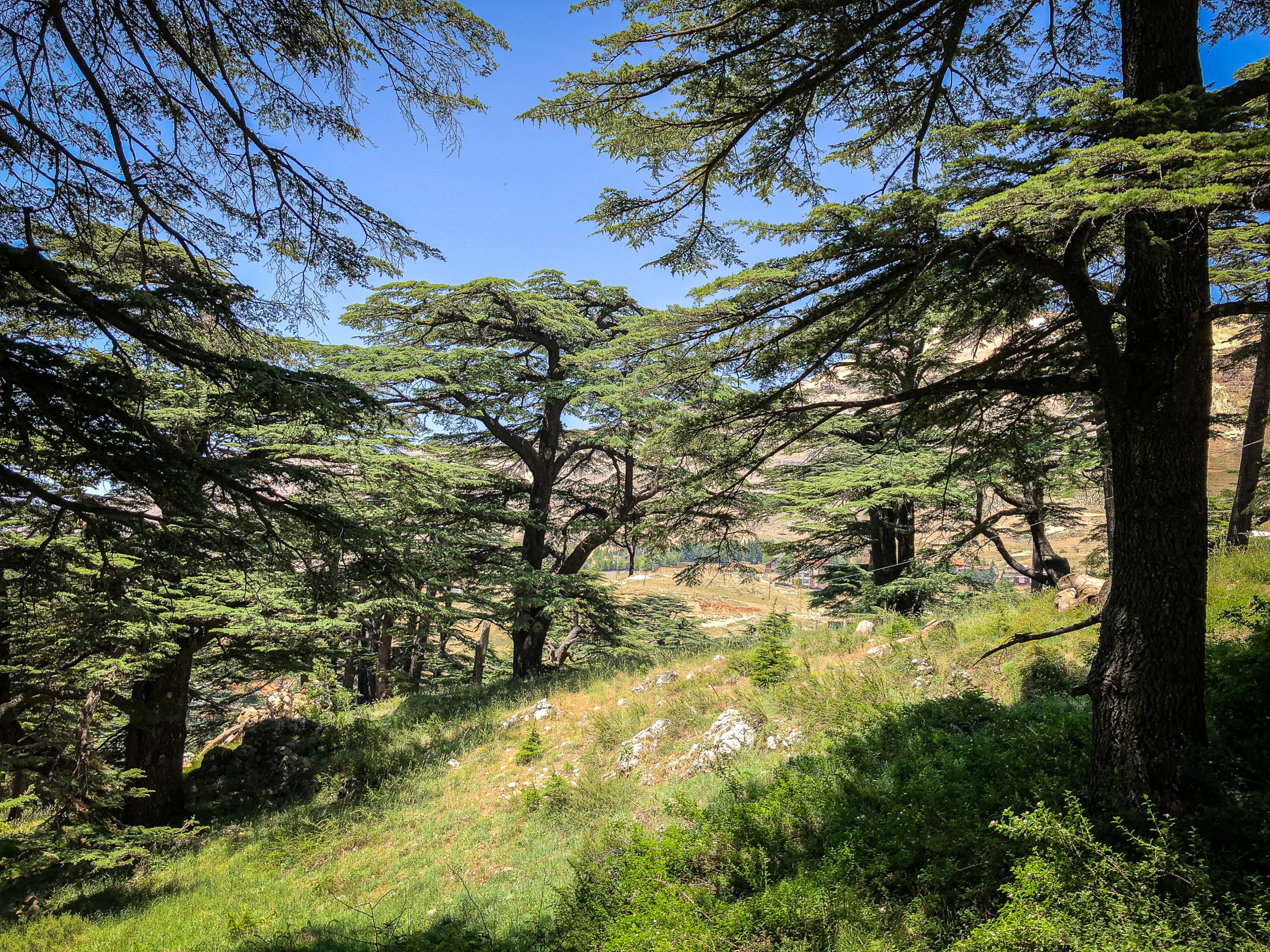 IMG_0807 Forest of Cedars in Lebanon