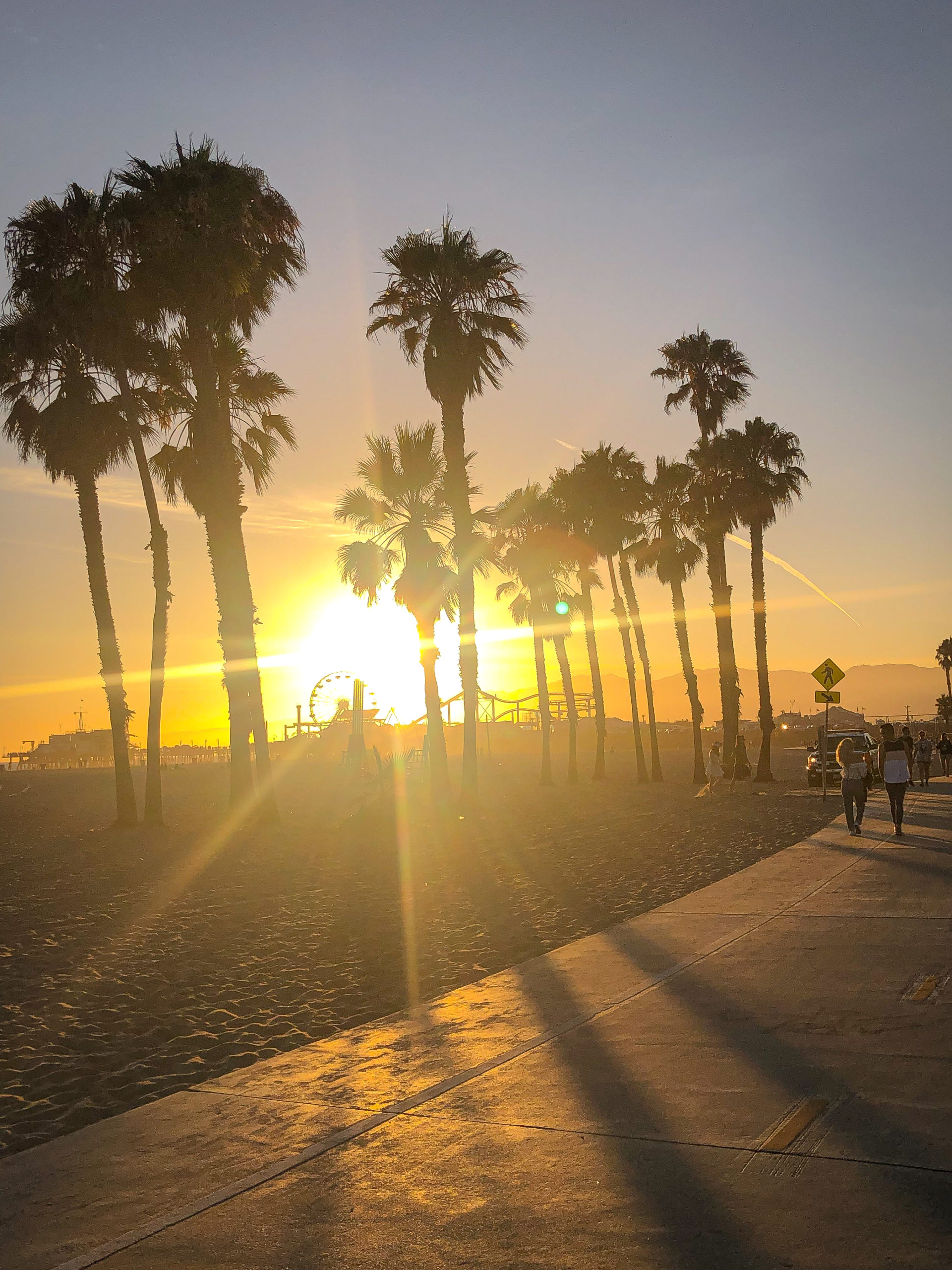 Palm trees in Santa Monica at sunset in Los Angeles