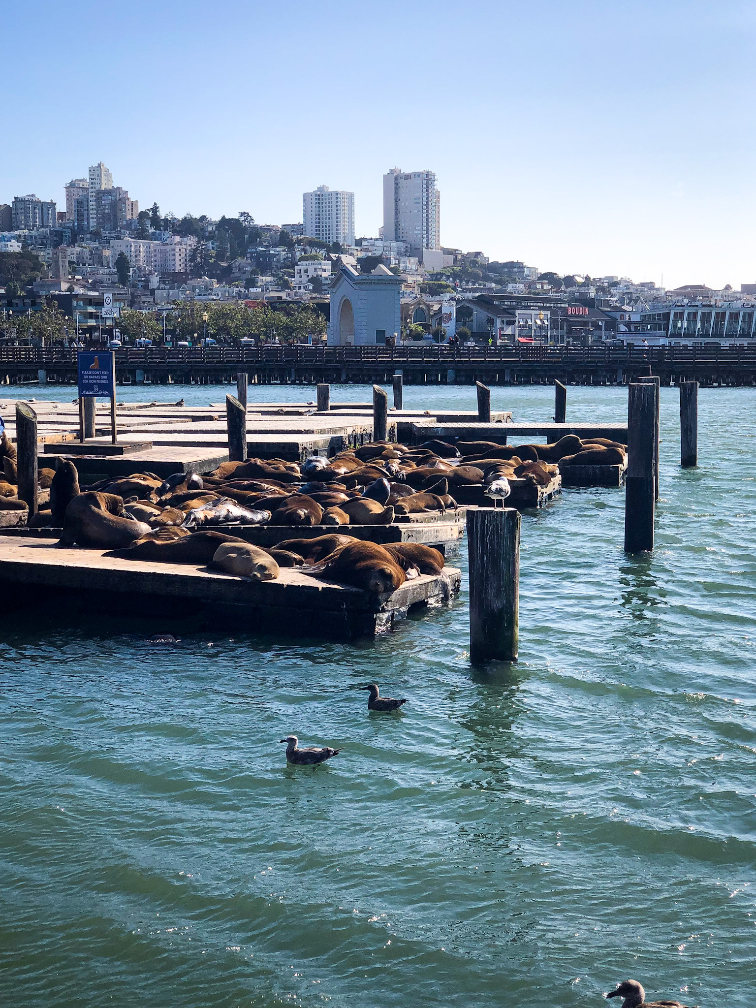 Sea Lions laying on Pier 39 in San Francisco 