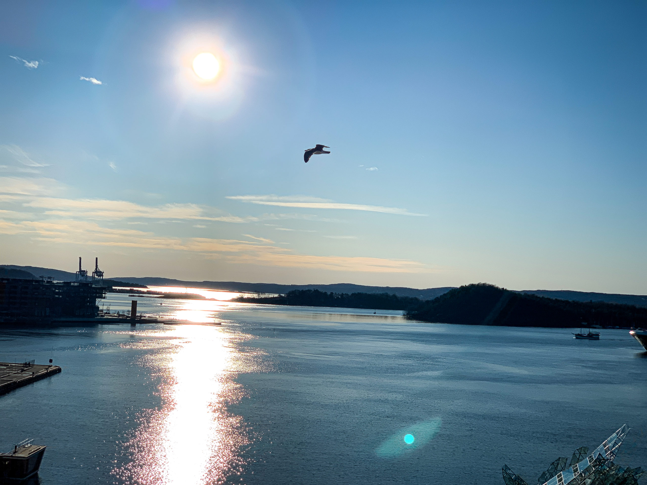 View from the opera house over the bay with a bird flying in Oslo