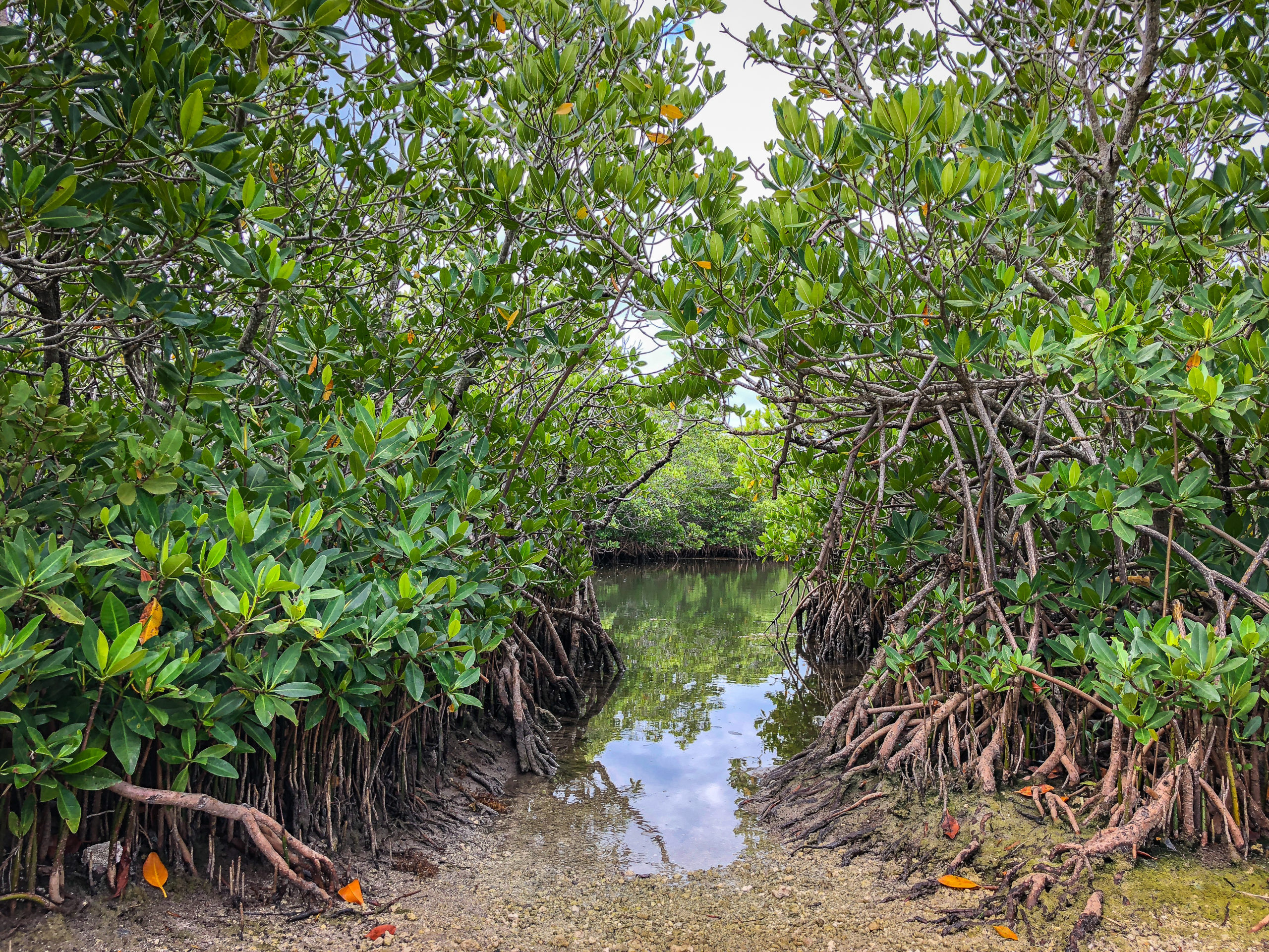 Bushes in the Keys near Miami