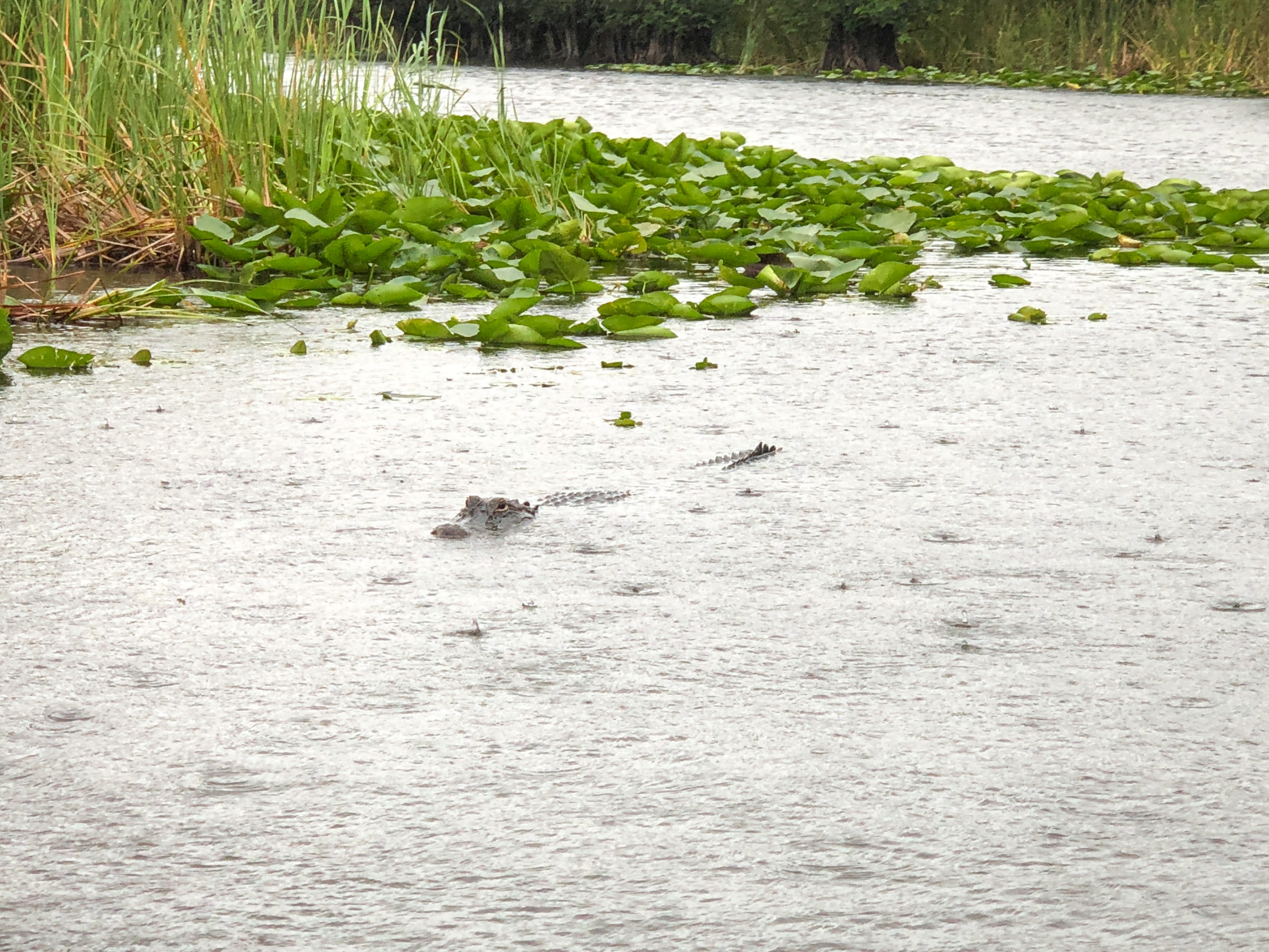 Alligator in the Everglades in Miami