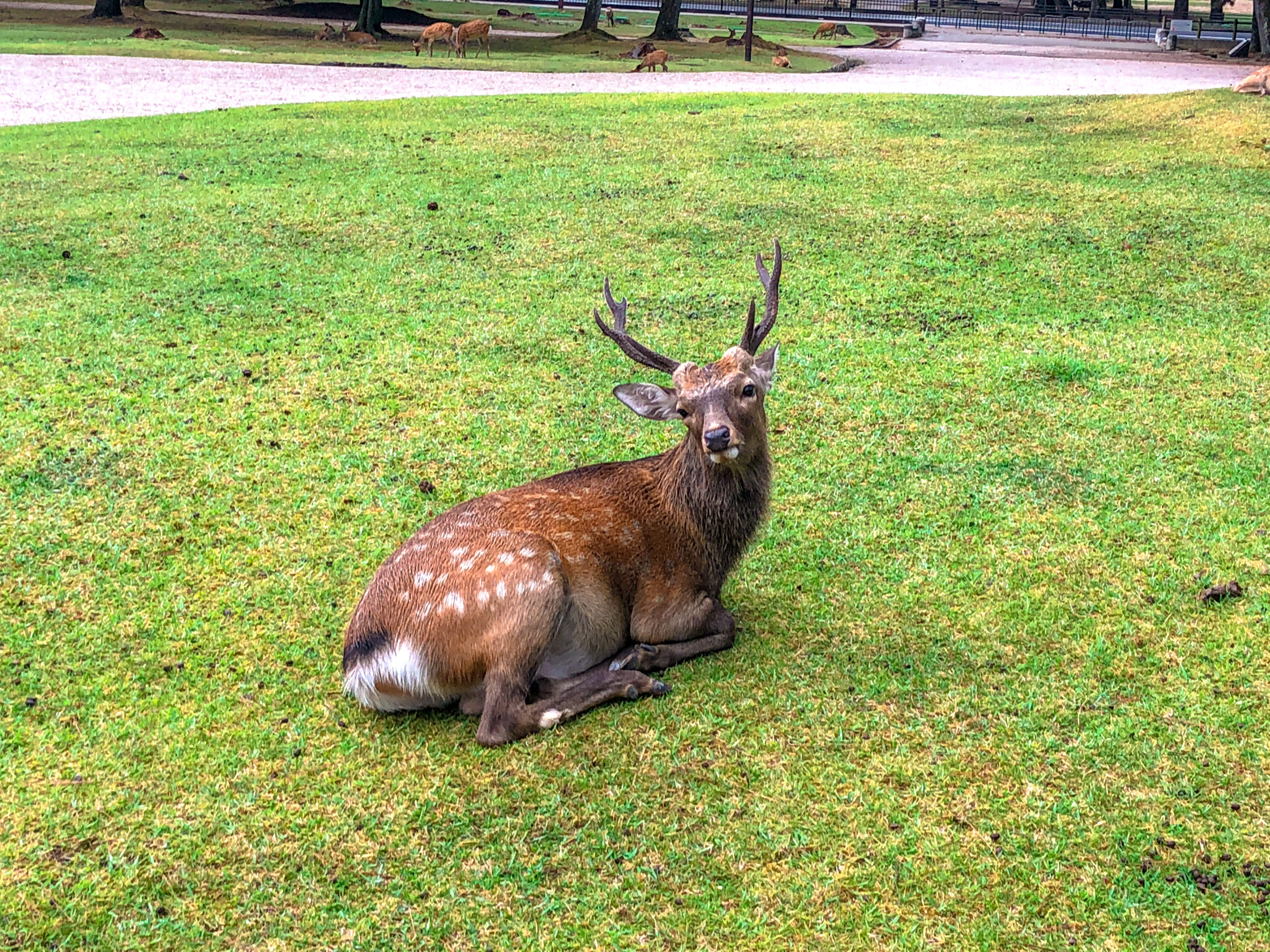 IMG_5758 Deer in Nara Park in Japan