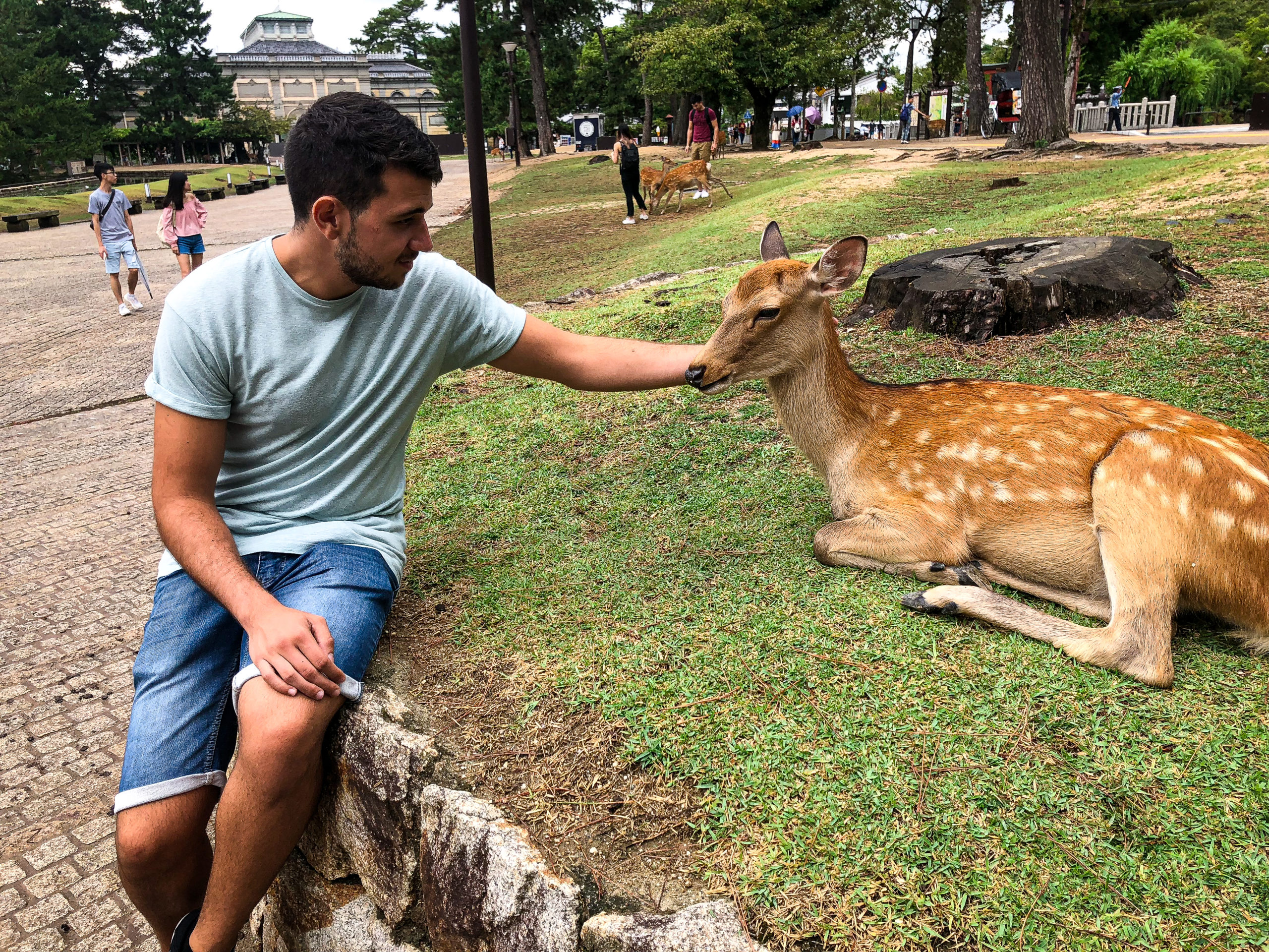 Man playing with deers in Nara Park in Japan