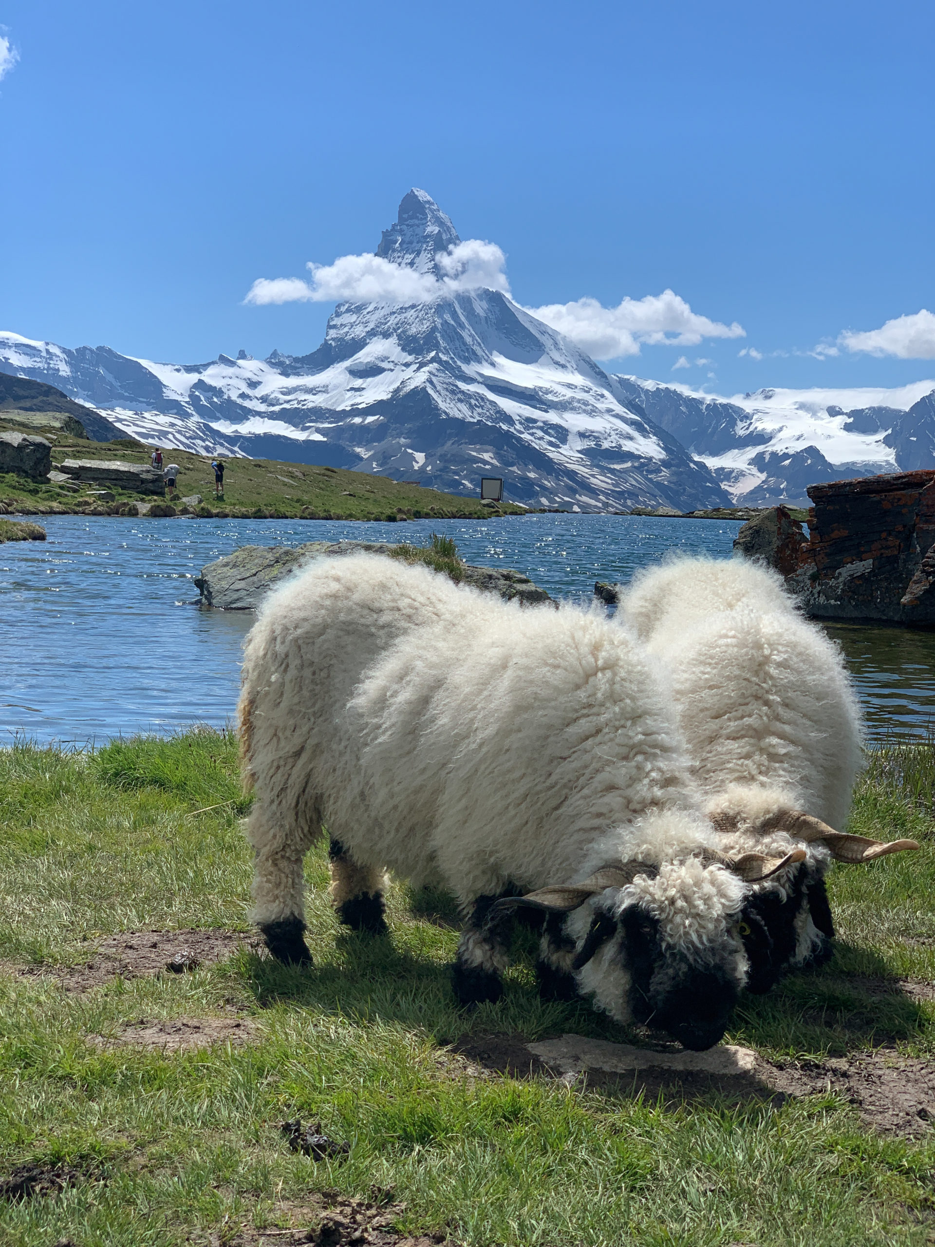 Sheeps eating grass in front of a lake with the Matterhorn behind in Zermatt