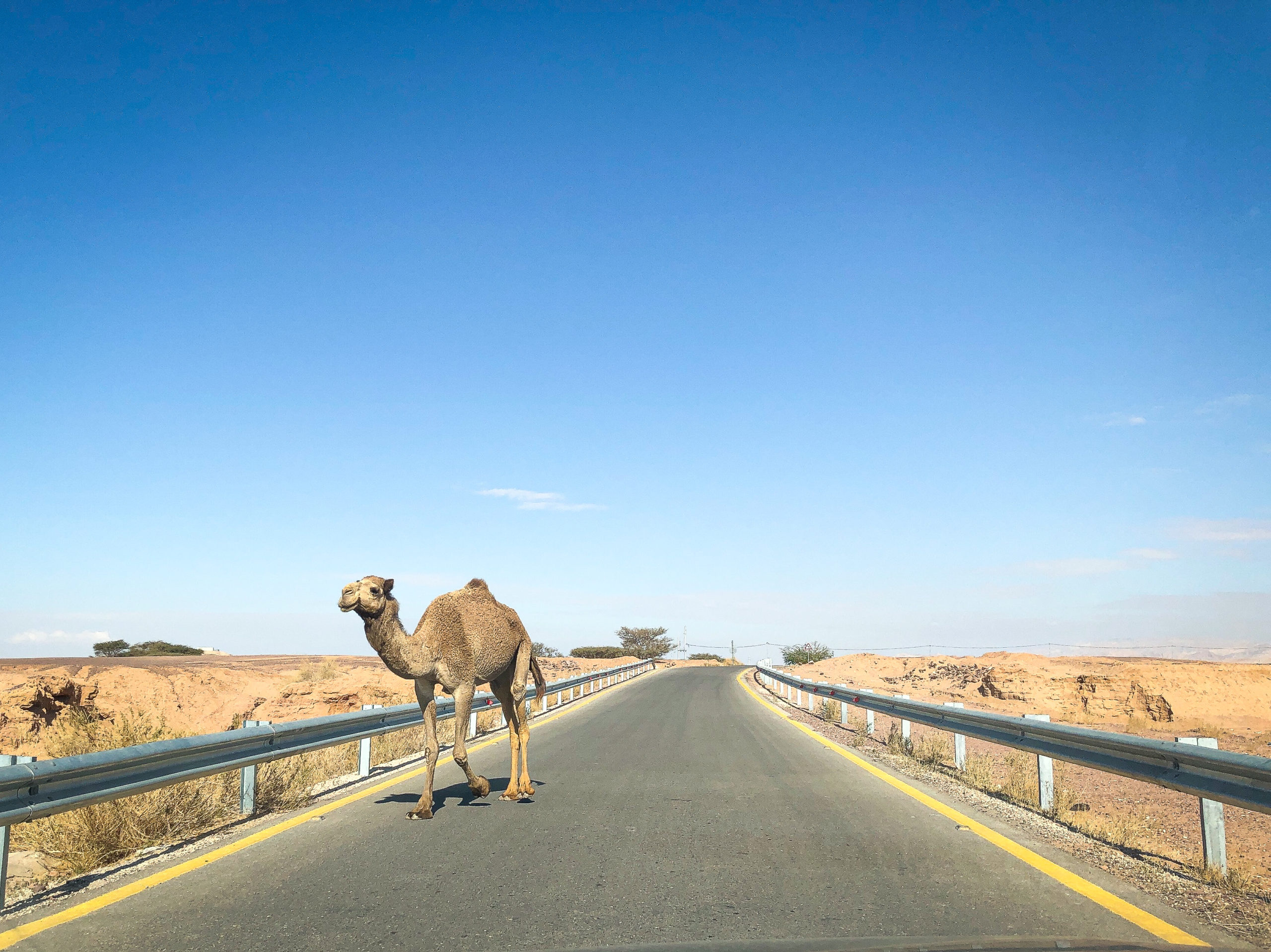 Camel crossing a road in Jordan