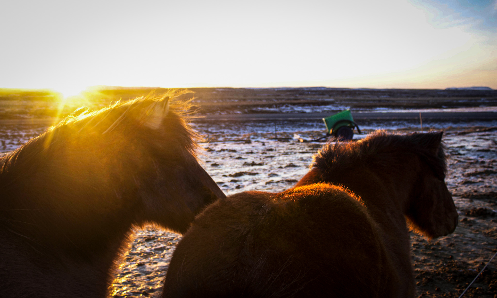 Icelandic horses in the snow at sunset