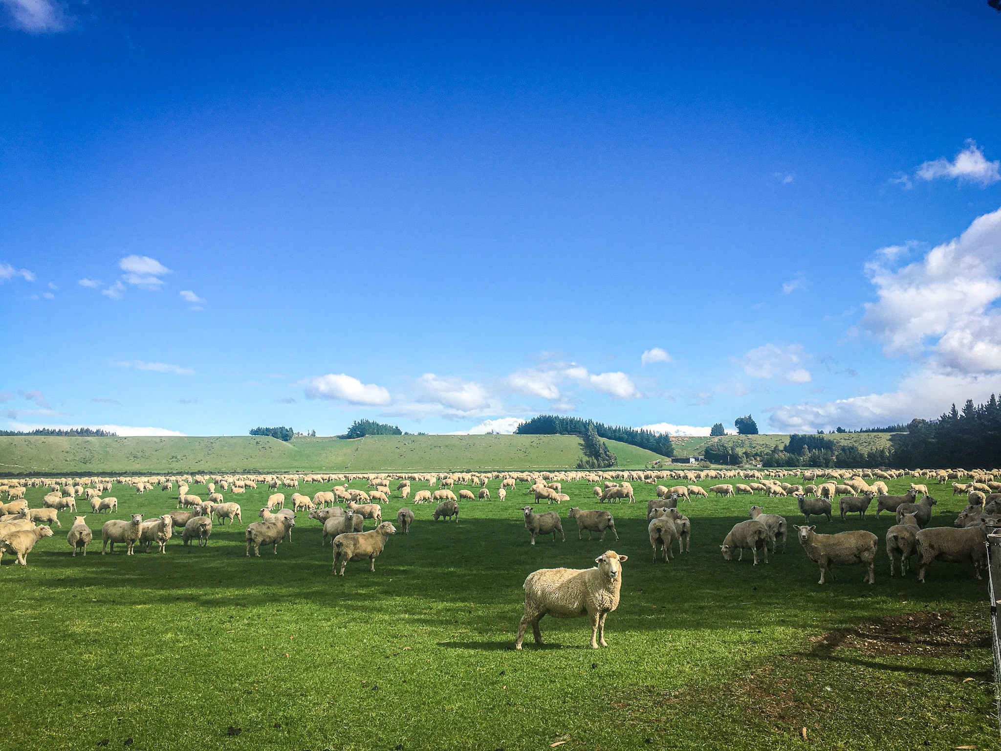 Tons of sheets in New Zealand